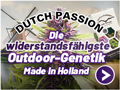 Die widerstandsfähigste Outdoor-Genetik Made in Holland | Dutch Passion