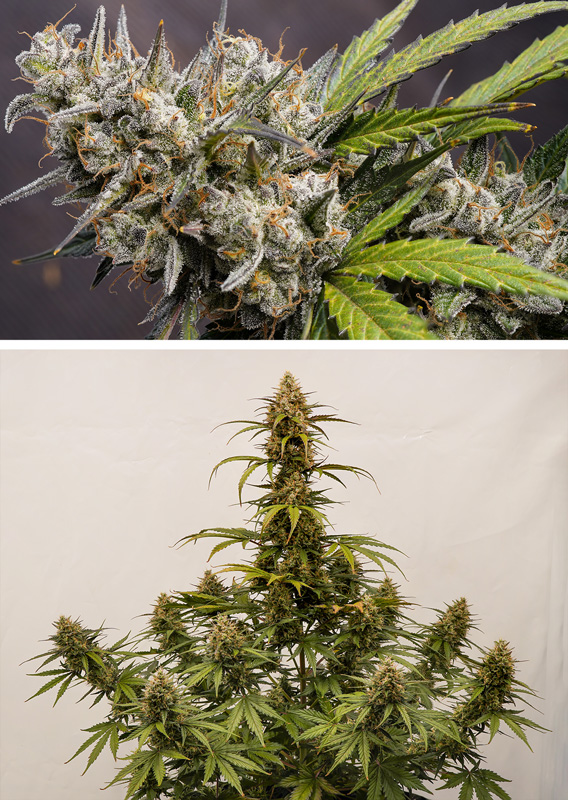 Auto Melonade Runtz - New Dutch Passion cannabis seeds 2024