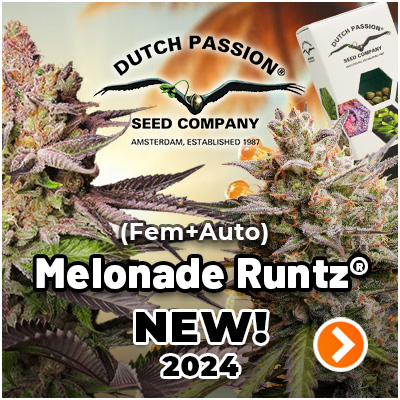 Melonade Runtz - New Dutch Passion cannabis seeds 2024