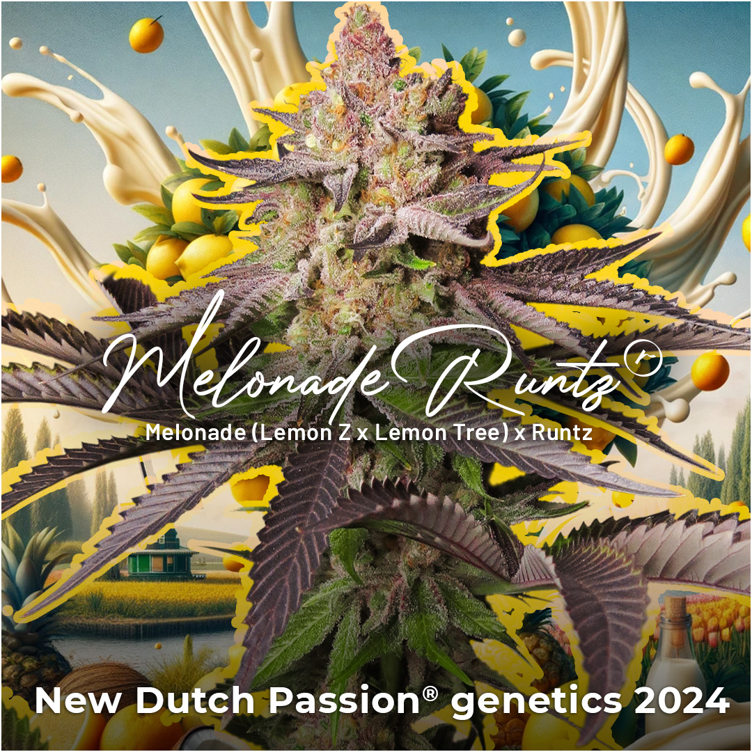 Melonade Runtz - New Dutch Passion cannabis seeds 2024