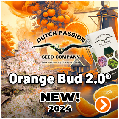 Orange Bud 2.0 - New Dutch Passion cannabis seeds 2024