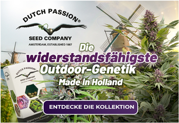 Die widerstandsfähigste Outdoor-Genetik Made in Holland | Dutch Passion