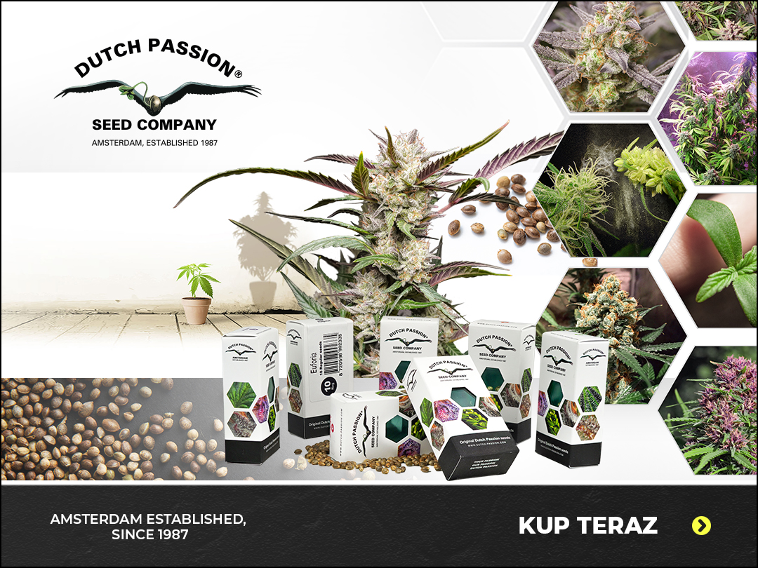 Dutch Passion Nasiona Marihuany