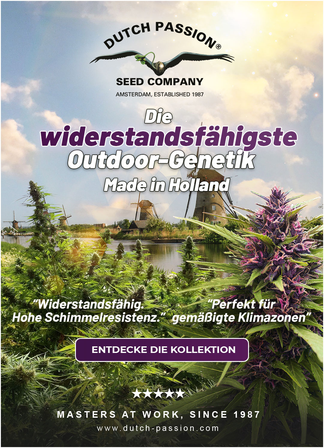 Die widerstandsfähigste Outdoor-Genetik Made in Holland | Dutch Passion