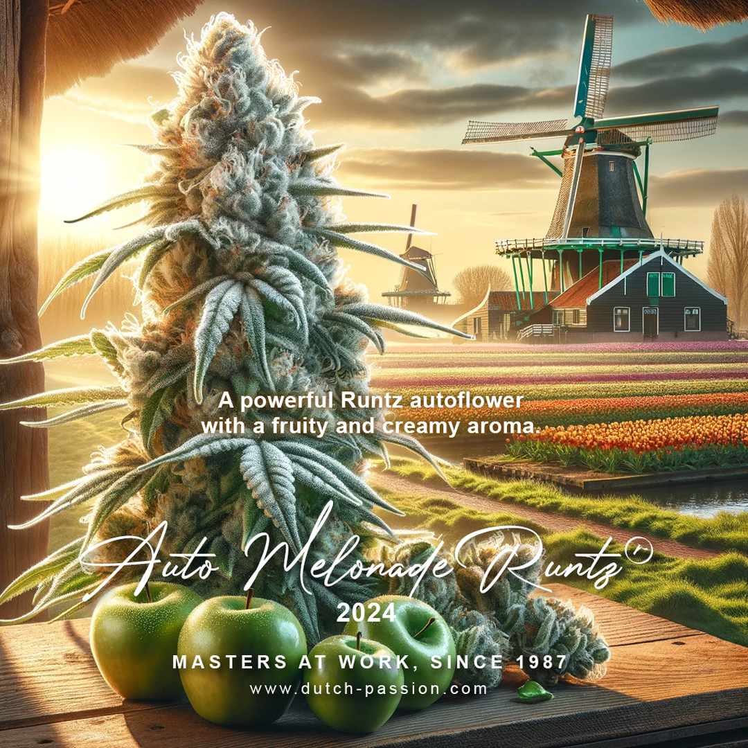 Melonade Runtz - New Dutch Passion cannabis seeds 2024