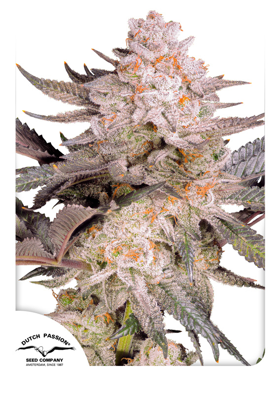 Orange Bud 2.0 - New Dutch Passion cannabis seeds 2024