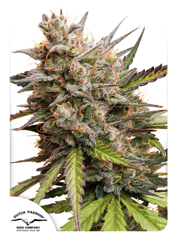 Auto Melonade Runtz - New Dutch Passion cannabis seeds 2024