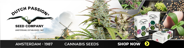 Dutch Passion Cannabis Seeds