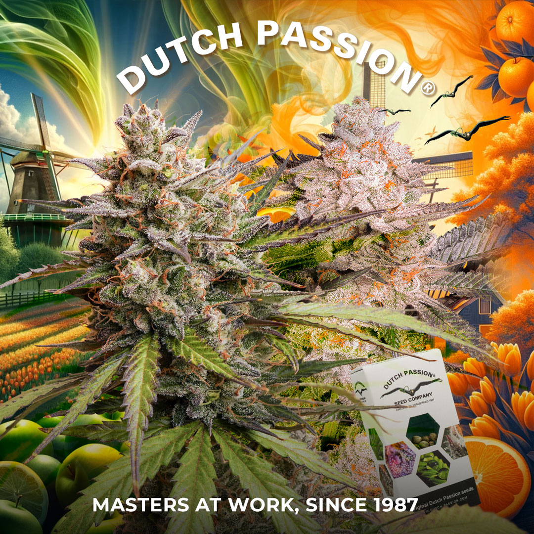 New Dutch Passion cannabis seeds 2024