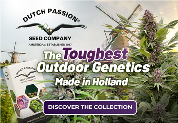 The toughest outdoor cannabis seeds made in Holland | Dutch Passion