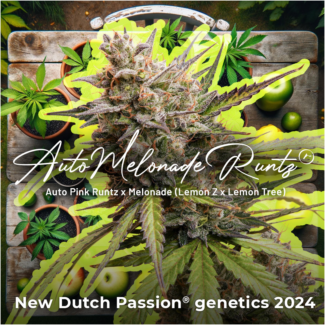 Auto Melonade Runtz - New Dutch Passion cannabis seeds 2024