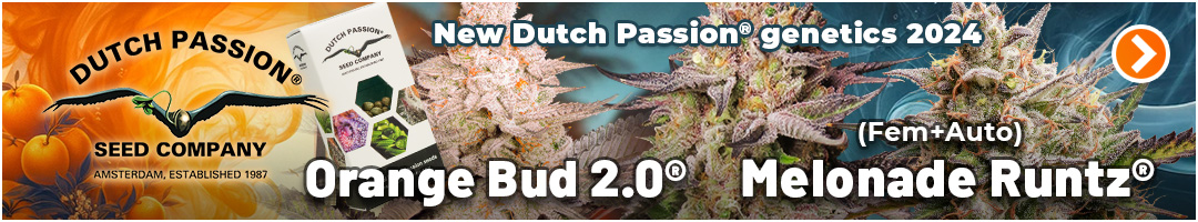 New Dutch Passion cannabis seeds 2024