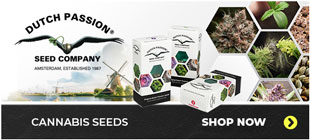 Dutch Passion Cannabis Seeds