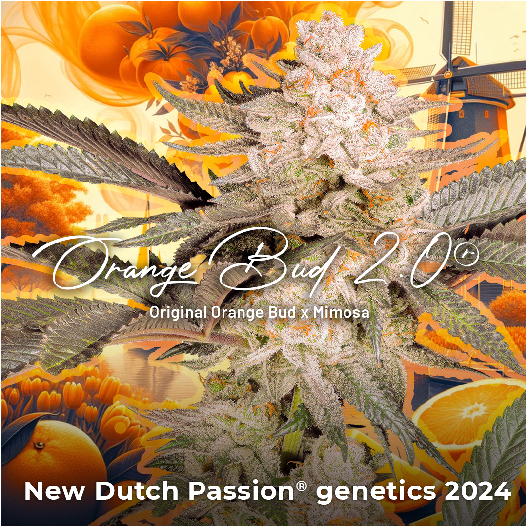 Orange Bud 2.0 - New Dutch Passion cannabis seeds 2024