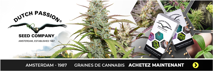 Graines de Cannabis Dutch Passion