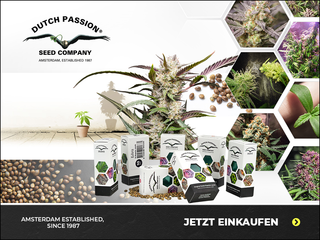 Dutch Passion Cannabissamen