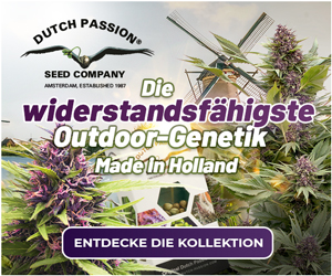 Die widerstandsfähigste Outdoor-Genetik Made in Holland | Dutch Passion
