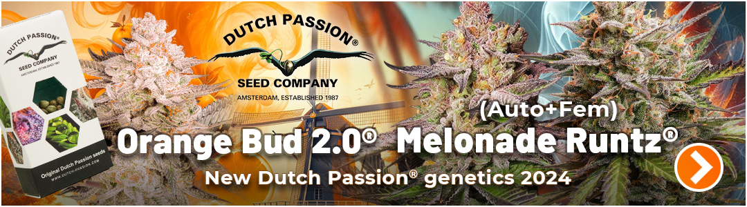 New Dutch Passion cannabis seeds 2024