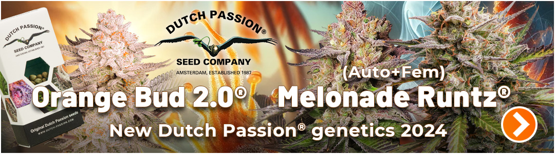 New Dutch Passion cannabis seeds 2024