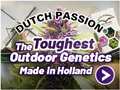 The toughest outdoor cannabis seeds made in Holland | Dutch Passion