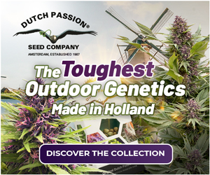 Les graines de cannabis d'extérieur les plus résistantes fabriquées en Hollande | Dutch Passion
